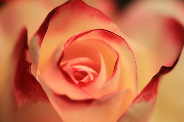 krásná růže