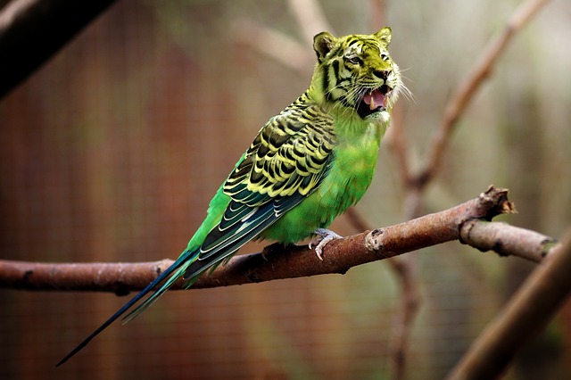 tygr papoušek