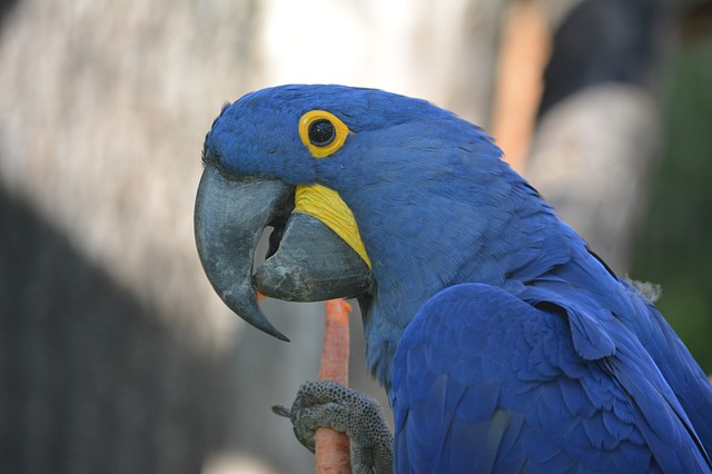 modrý papoušek